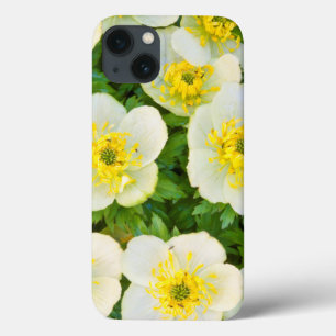 Wyoming, Sublette County, Close-up of a group