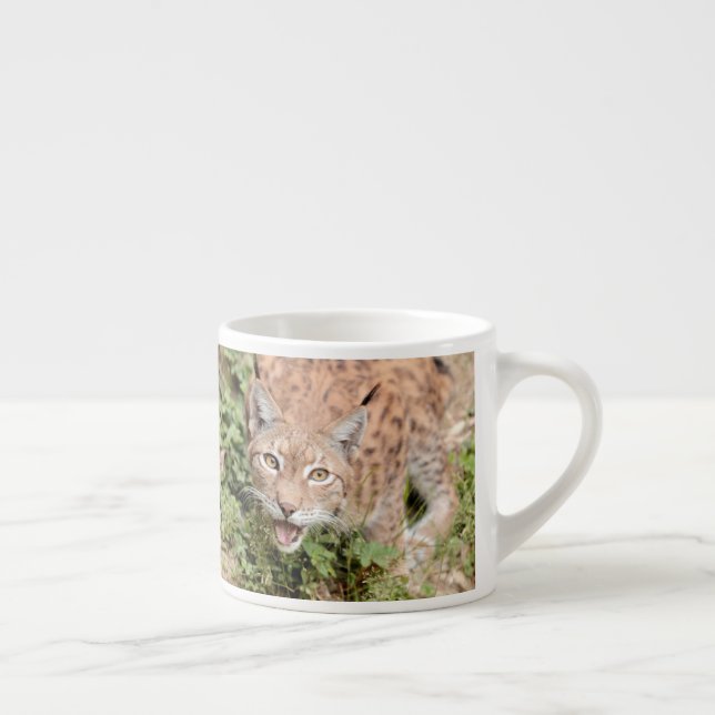 Xícara De Espresso Foto lince, gato, animais. (Direita)