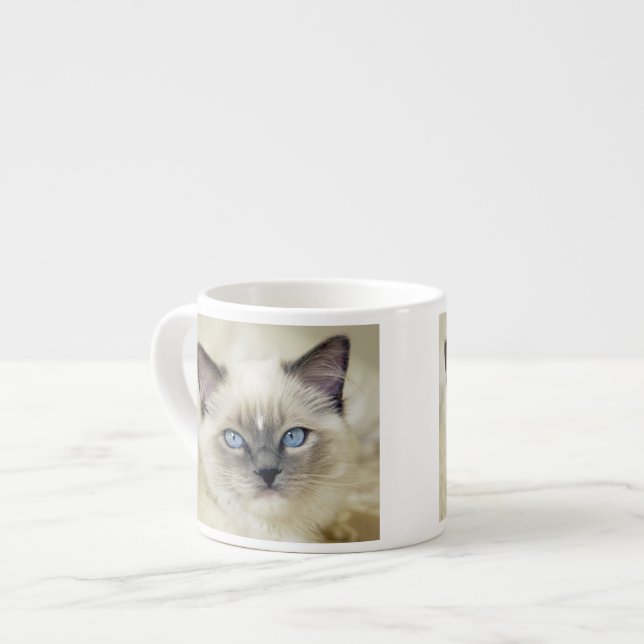 Xícara De Espresso Gatinho Ragdoll (Frente Esquerda)
