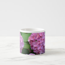 Hortensia hydrangea bush rosa