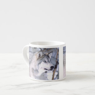 Xícara De Espresso Lobo Cinzento, Canis lupus, Animal de Filme (Utah)