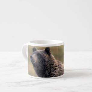 Xícara De Espresso NA, EUA, Alasca, Parque Nacional Denali, Urso pard