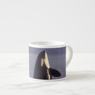 Xícara De Espresso Orca (Orca orcinus) espiando perto