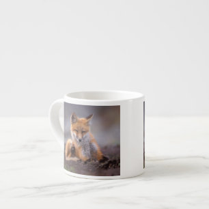 Xícara De Espresso raposa vermelha, Vulpes vulpes, filhote coçando-se