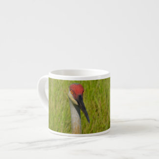 Xícara De Espresso Sand Hill Crane Olhando Para A Câmera