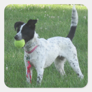 Yahtzee o cão com etiquetas da bola