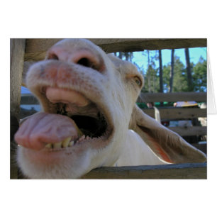 Yee Haw Goat - cartões