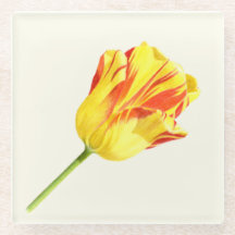 Yellow and red tulip