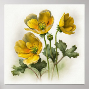 Yellow Buttercups Flower Art Poster