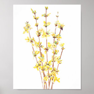 yellow forsythia watercolor painting  poster