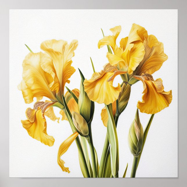 Yellow Iriss Flower Art Impressão (Frente)