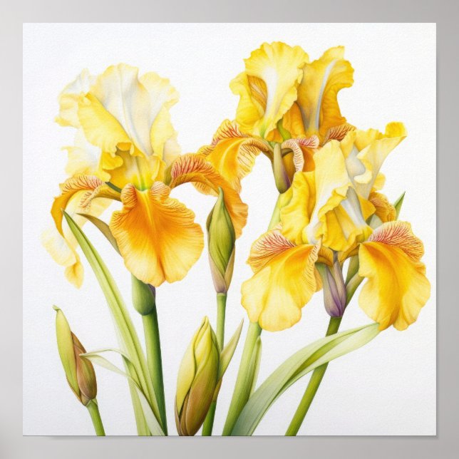 Yellow Iriss Flower Art Impressão (Frente)