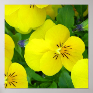 Yellow Johnny Jump Up Poster Impressão