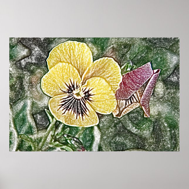 Yellow pansy poster (Frente)