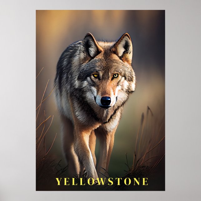 Yellowstone Wolf Poster Art (Frente)