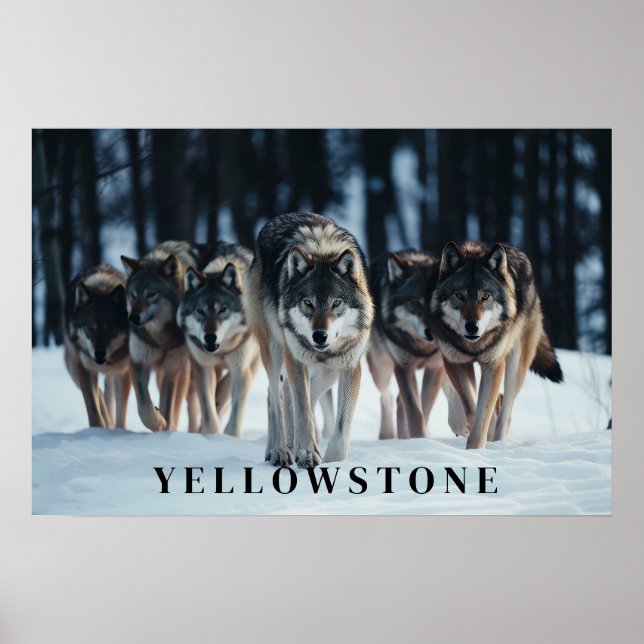 Yellowstone Wolves Poster Art (Frente)