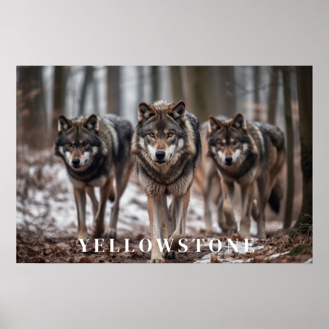 Yellowstone Wolves Poster Art (Frente)