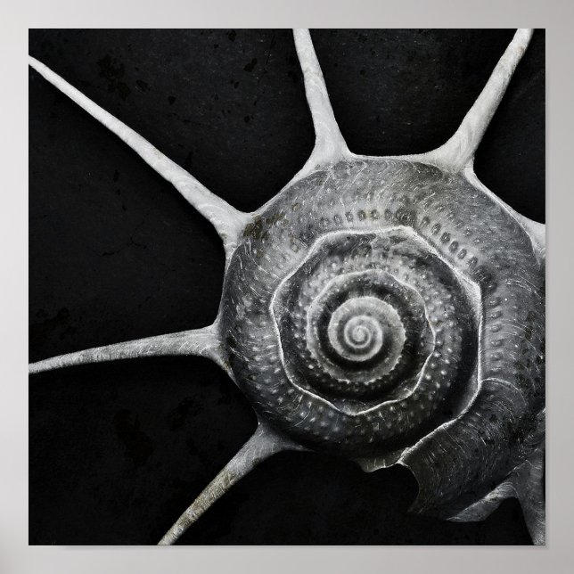 Yoka Shell Poster (Frente)