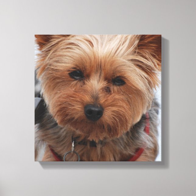 Yorkie Canvas (Frente)