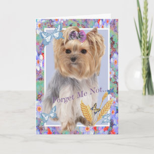 Yorkie me esqueça de não ser um cartão de memória