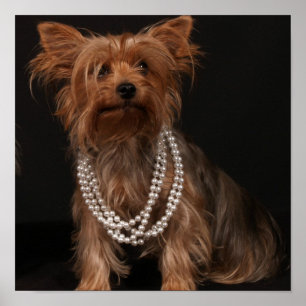 Yorkie no Poster de Pérolas