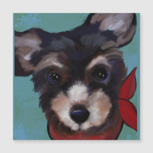 Yorkie Poo  