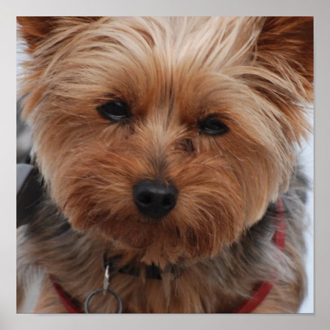 Yorkie Poster (Frente)