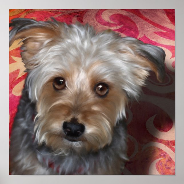 Yorkie Terrier Poster (Frente)