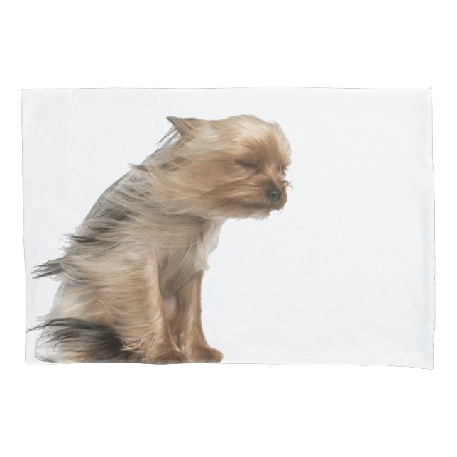 Yorkshire Terrier com cabelo no vento (Frente)