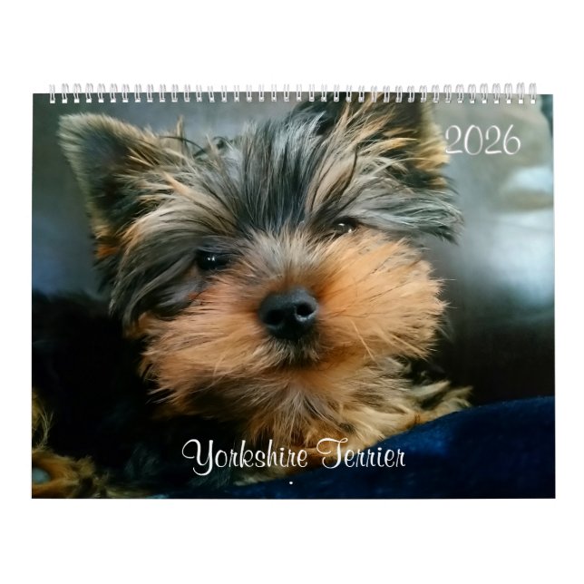 Yorkshire Terrier Cute Yorkies 2024 Calendário (Capa)