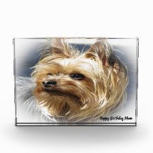 Yorkshire Terrier Dog.