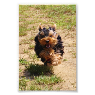 Yorkshire Terrier executando foto