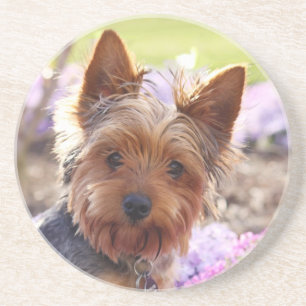 Yorkshire Terrier Porta copos