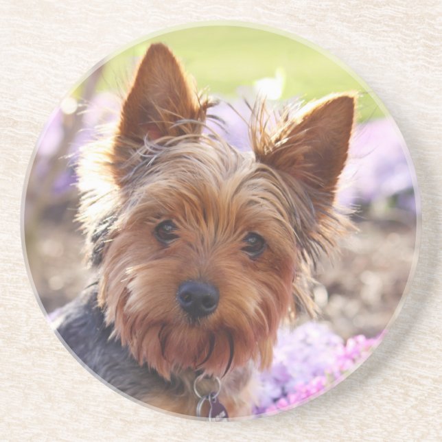 Yorkshire Terrier Porta copos (Frente)
