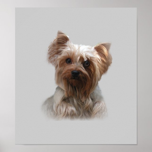 Yorkshire Terrier Poster (Frente)