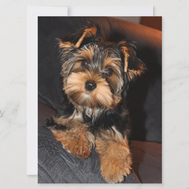 Yorkshire Terrier Puppy Dog (Frente)
