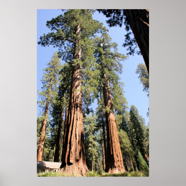 Yosemite Sequoias Poster (Frente)
