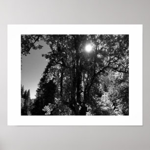 Yosemite Sunlit Branch Poster - Preto e Branco