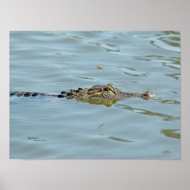 Young Alligator Poster (Frente)