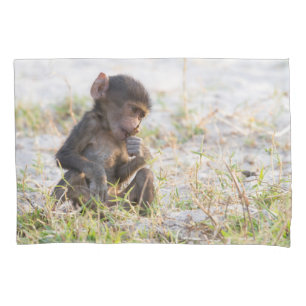 Young Baboon