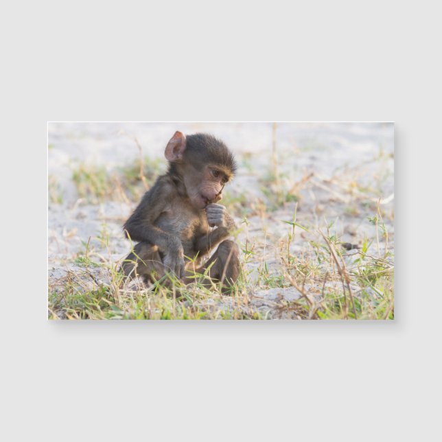 Young Baboon (Frente)