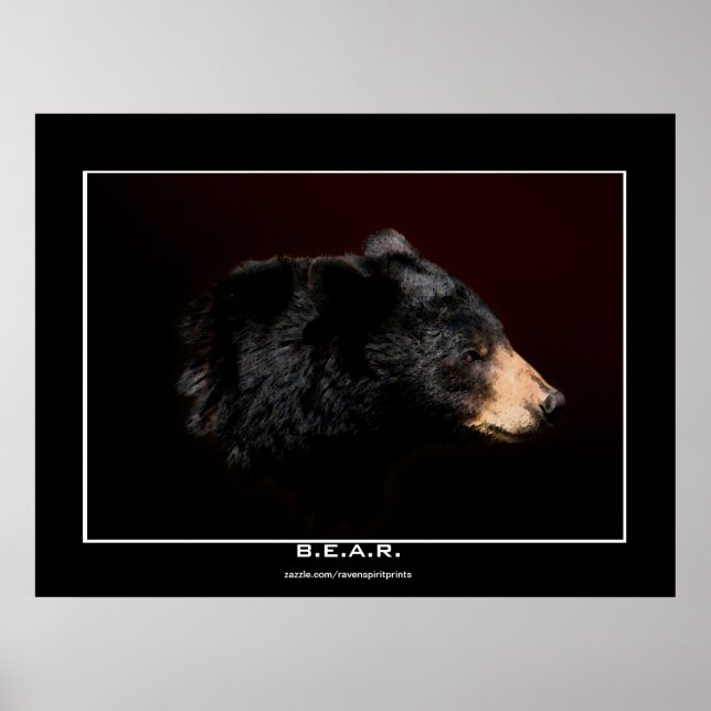 Young Black Bear Art Study Poster (Frente)