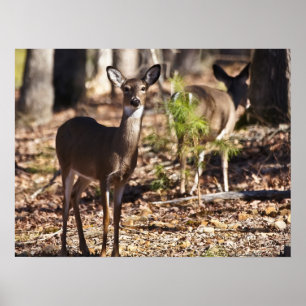 Young Female Whitetail Deer Doe Poster