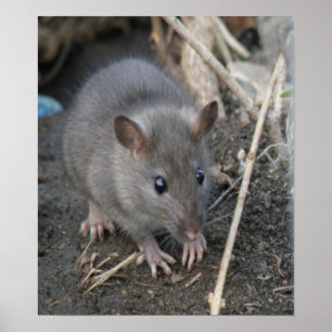 Young Wild Rat Impressão