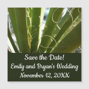 Yucca deixa fotografia verde da natureza