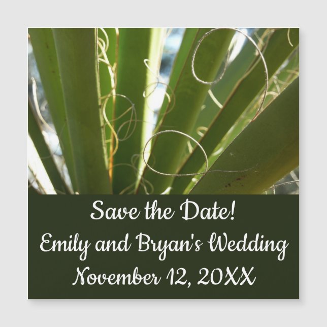 Yucca deixa fotografia verde da natureza (Frente)