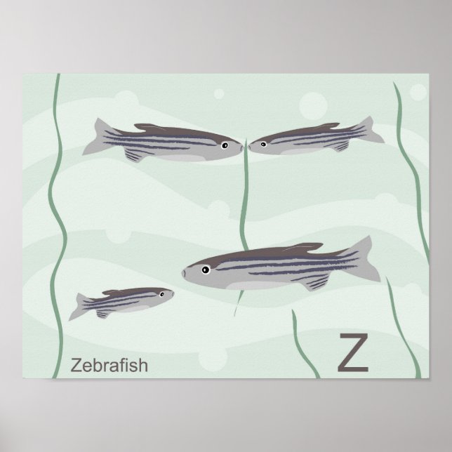 Z para Poster de zebrafish (Frente)