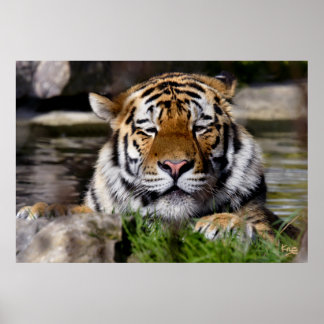 Zambar Tiger Impressão