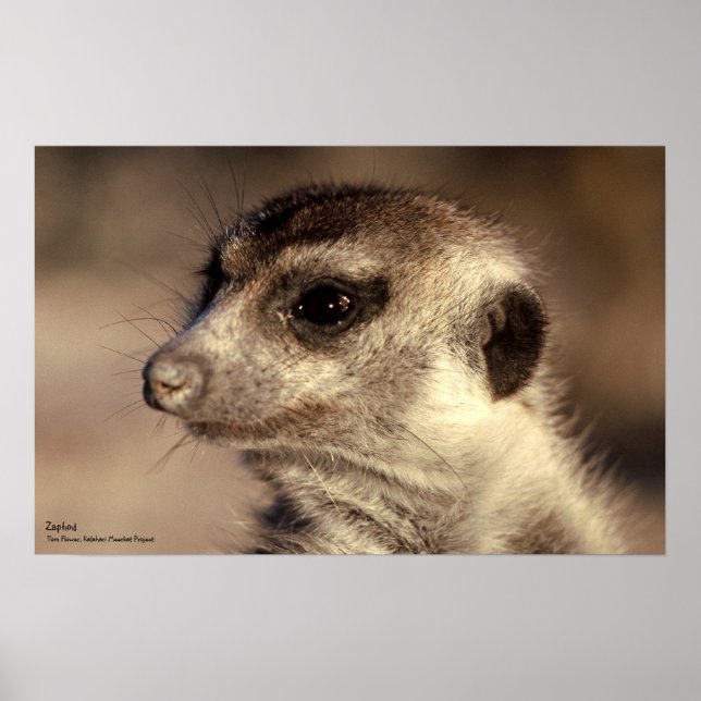 Zaphod Poster - Royal Whiskers Collection (Frente)