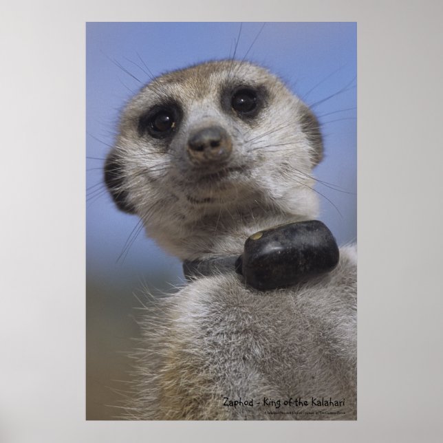 Zaphod - Rei do Poster Kalahari (Frente)